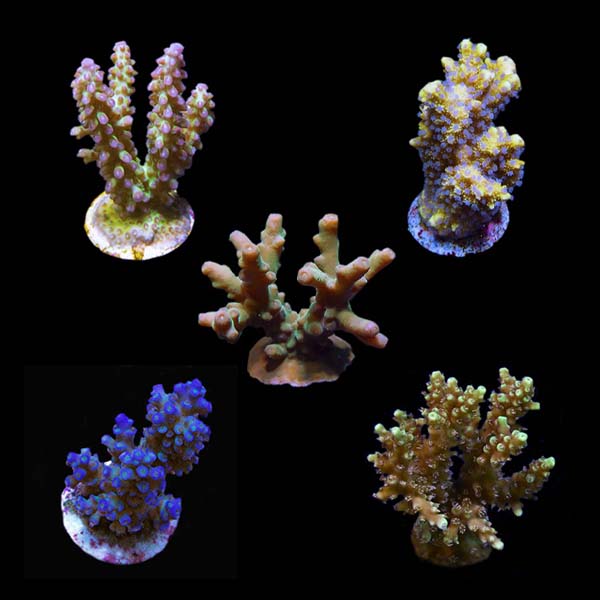 ORA® Aquacultured Assorted Micronesian Welcome SPS Coral Frag 5 Pack